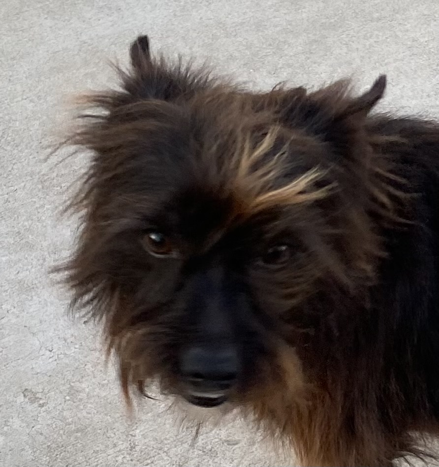 Dog for adoption Wilson, a Scottish Terrier in Atwater, CA Petfinder