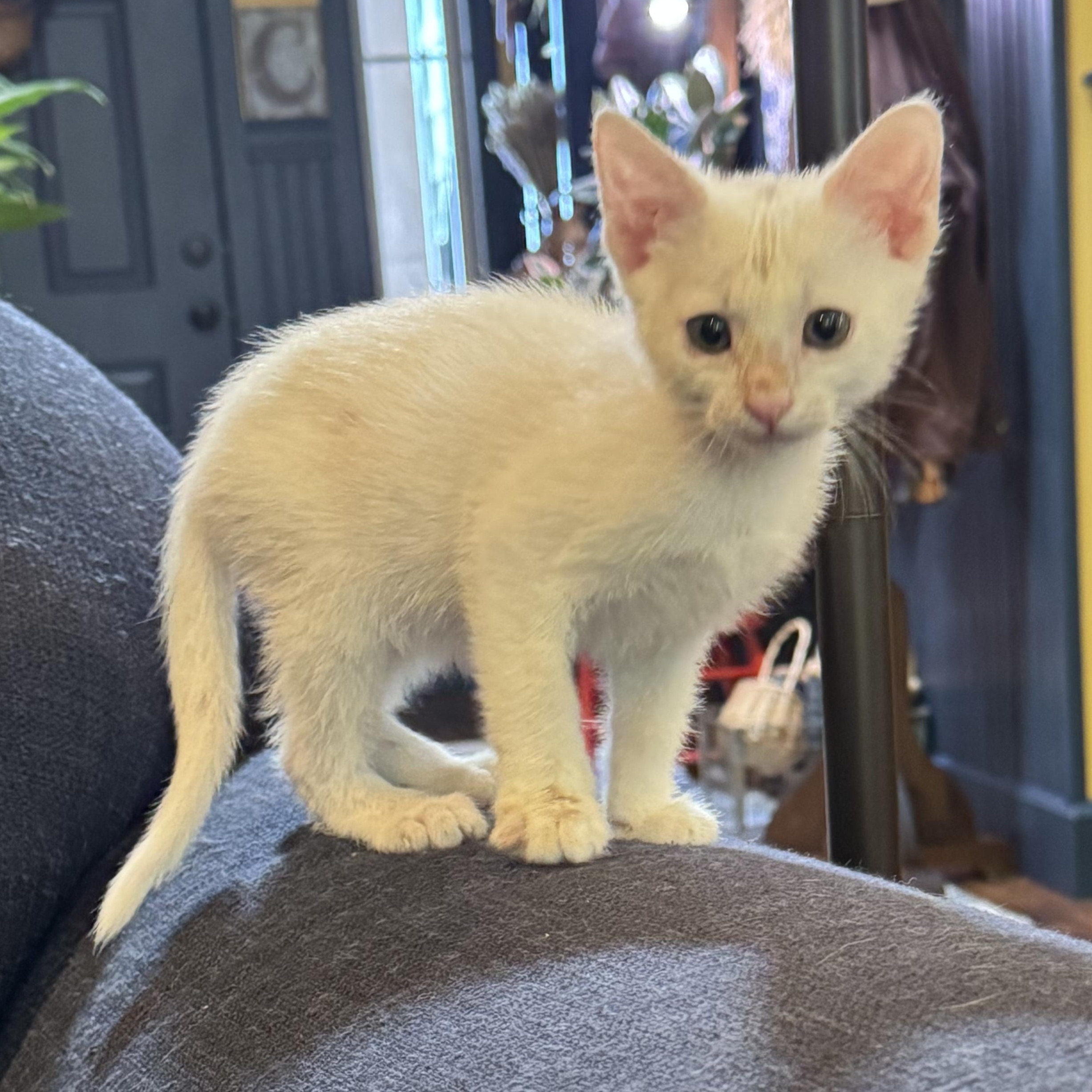 Tylenol, ADOPTABLE, Kitten Male Domestic Short Hair.