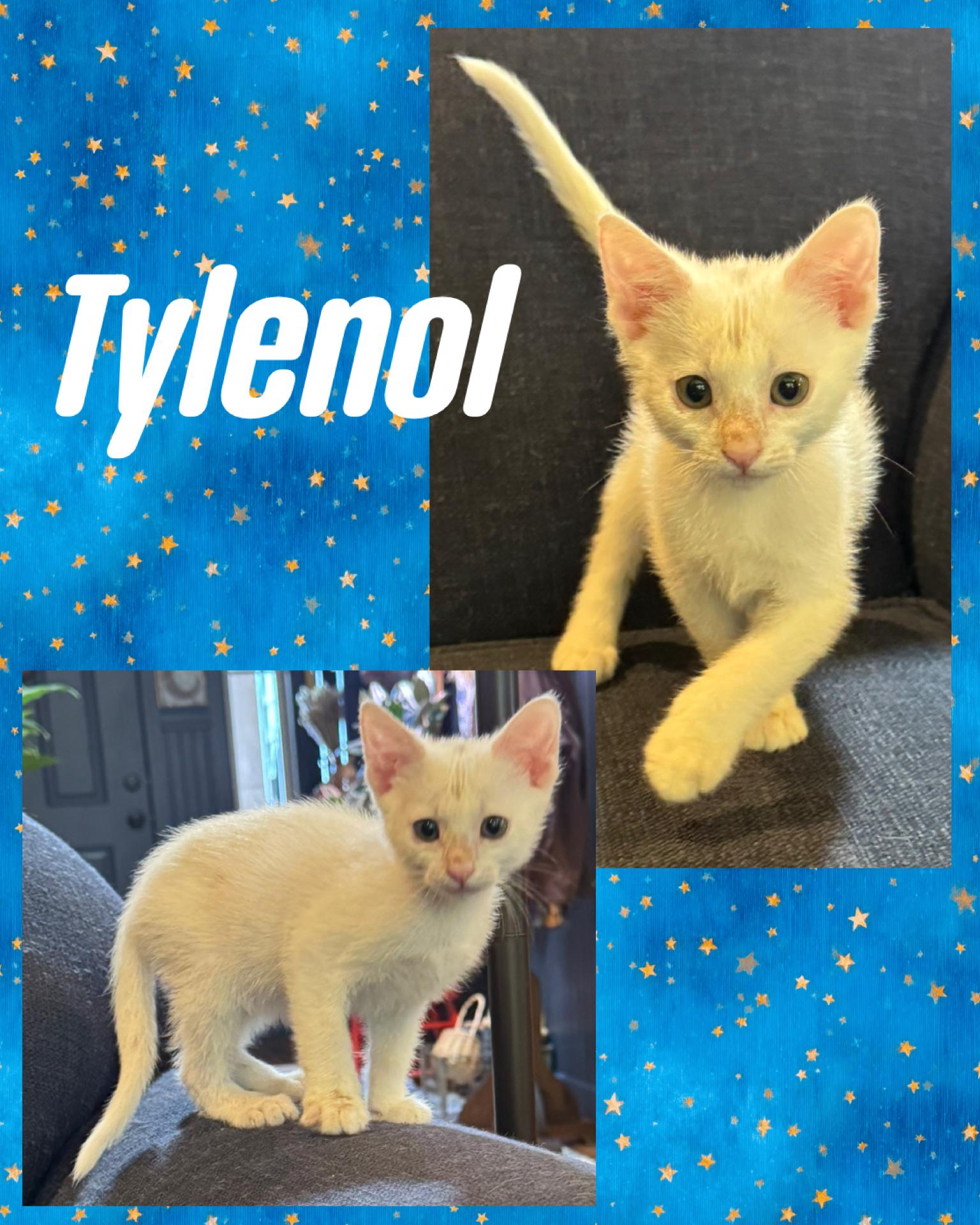 Enlarge Tylenol, a ADOPTABLE Domestic Short Hair in Pasco, WA image 5/5