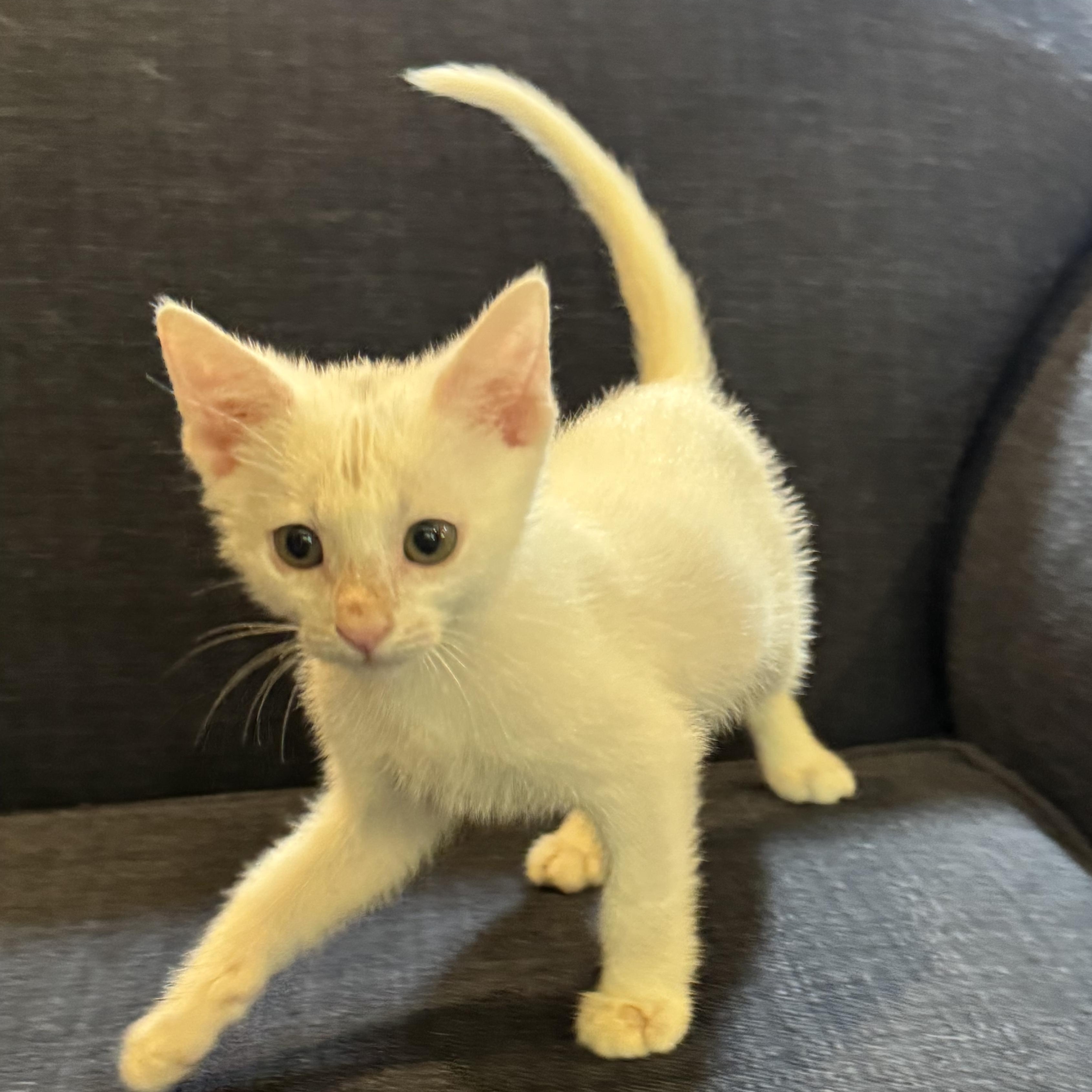 Enlarge Tylenol, a ADOPTABLE Domestic Short Hair in Pasco, WA image 2/5