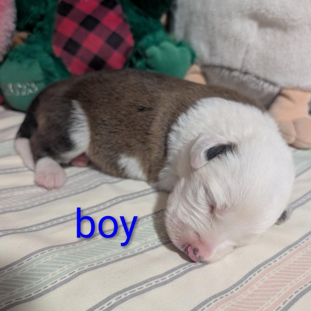 Polar, Adoptable, Puppy Male Hound.