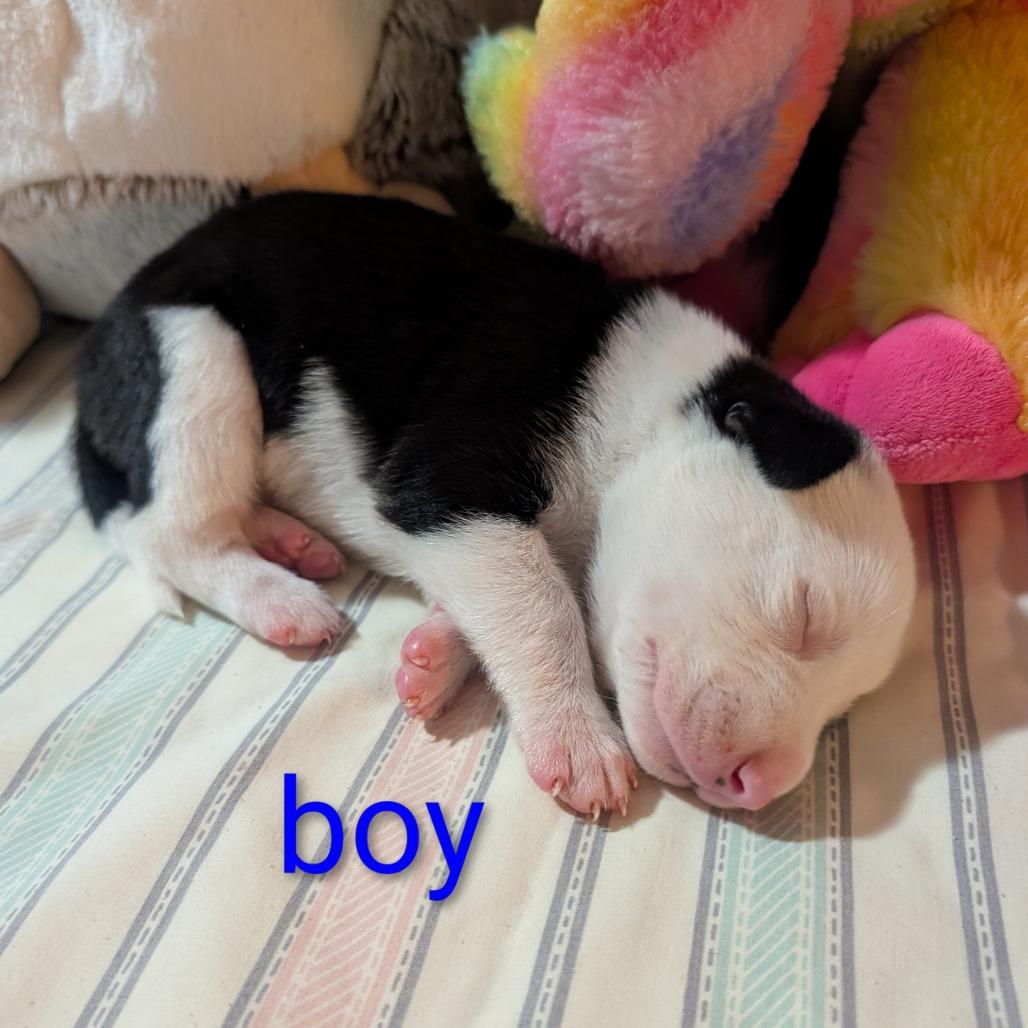 Enlarge Polar, a Adoptable Hound in West Plains, MO image 2/5