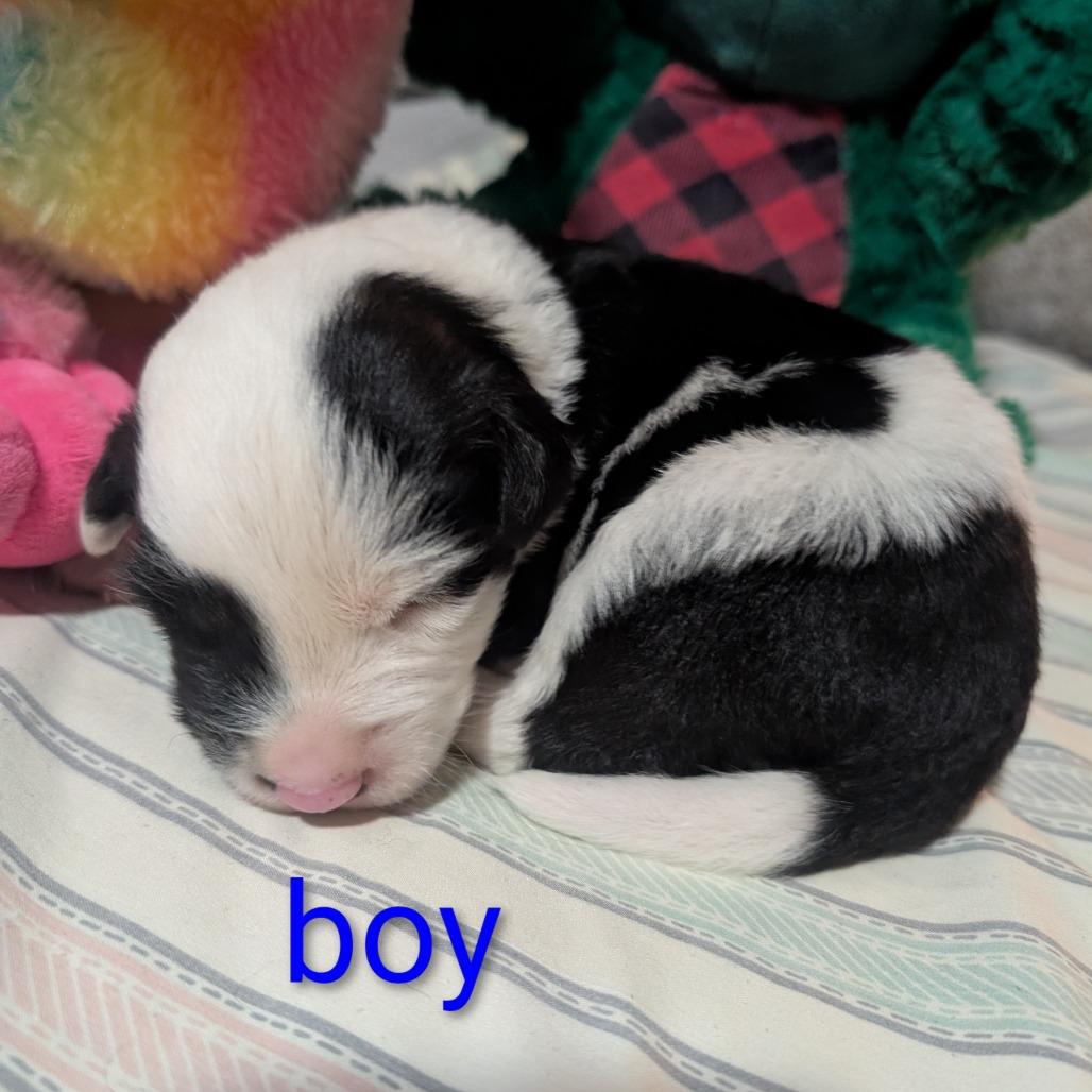 Enlarge Polar, a Adoptable Hound in West Plains, MO image 3/5