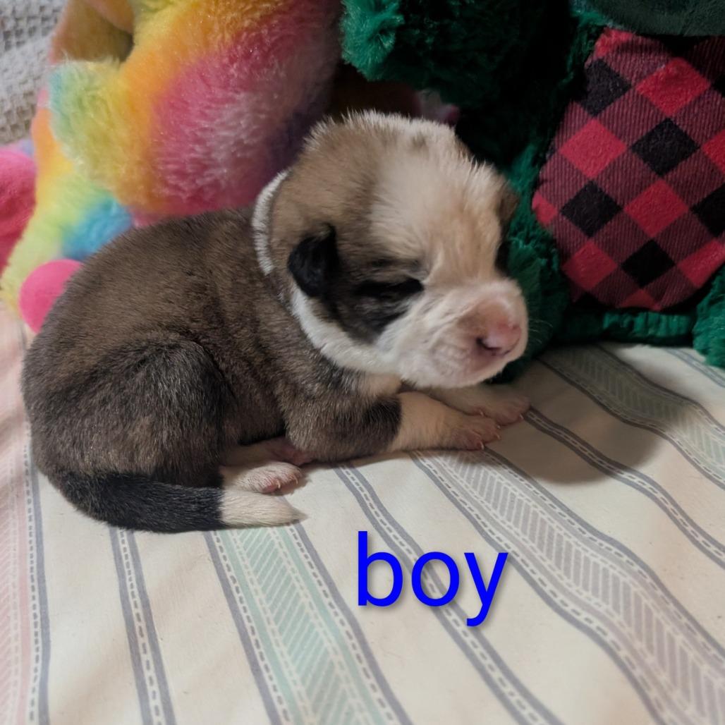 Enlarge Polar, a Adoptable Hound in West Plains, MO image 4/5