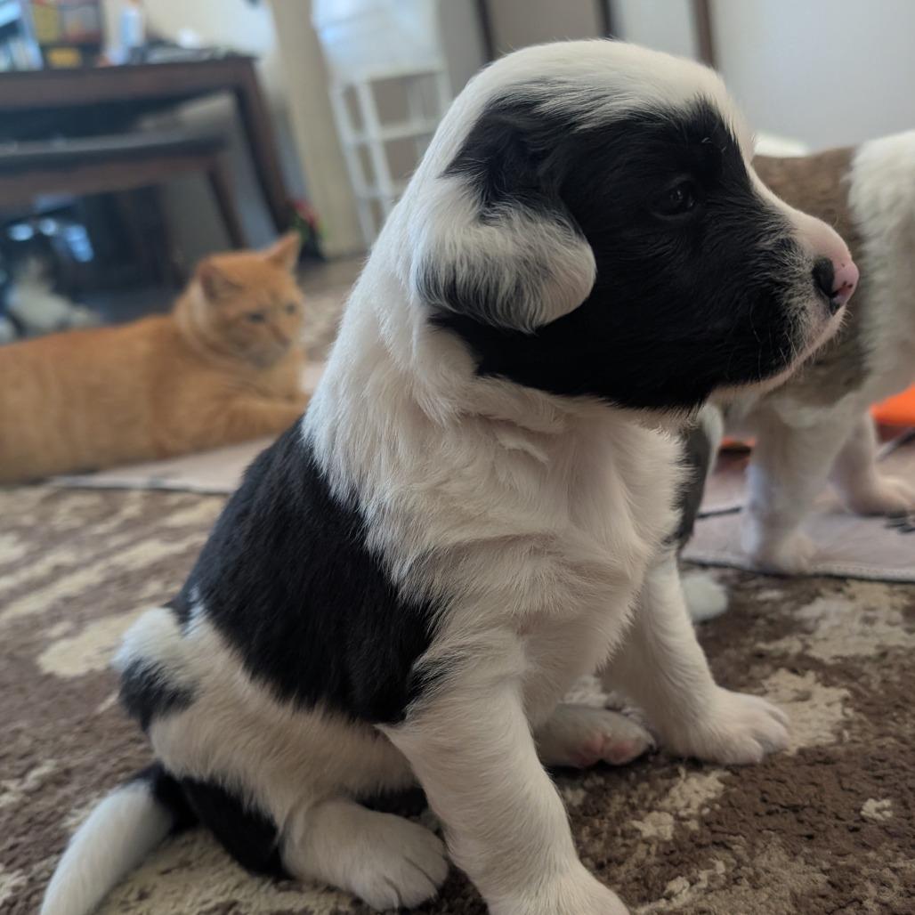 Enlarge Polar, a Adoptable Hound in West Plains, MO image 5/5