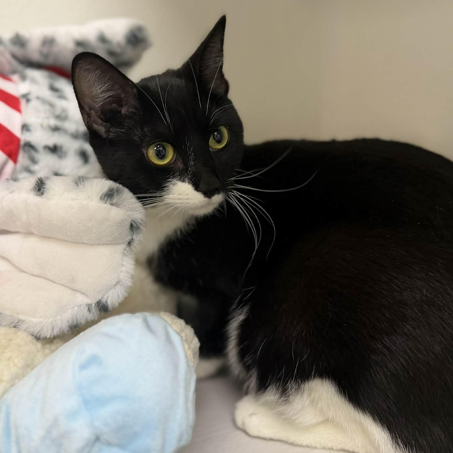 Enlarge Trix, a ADOPTABLE Domestic Short Hair in Martinsville, IN image 2/2