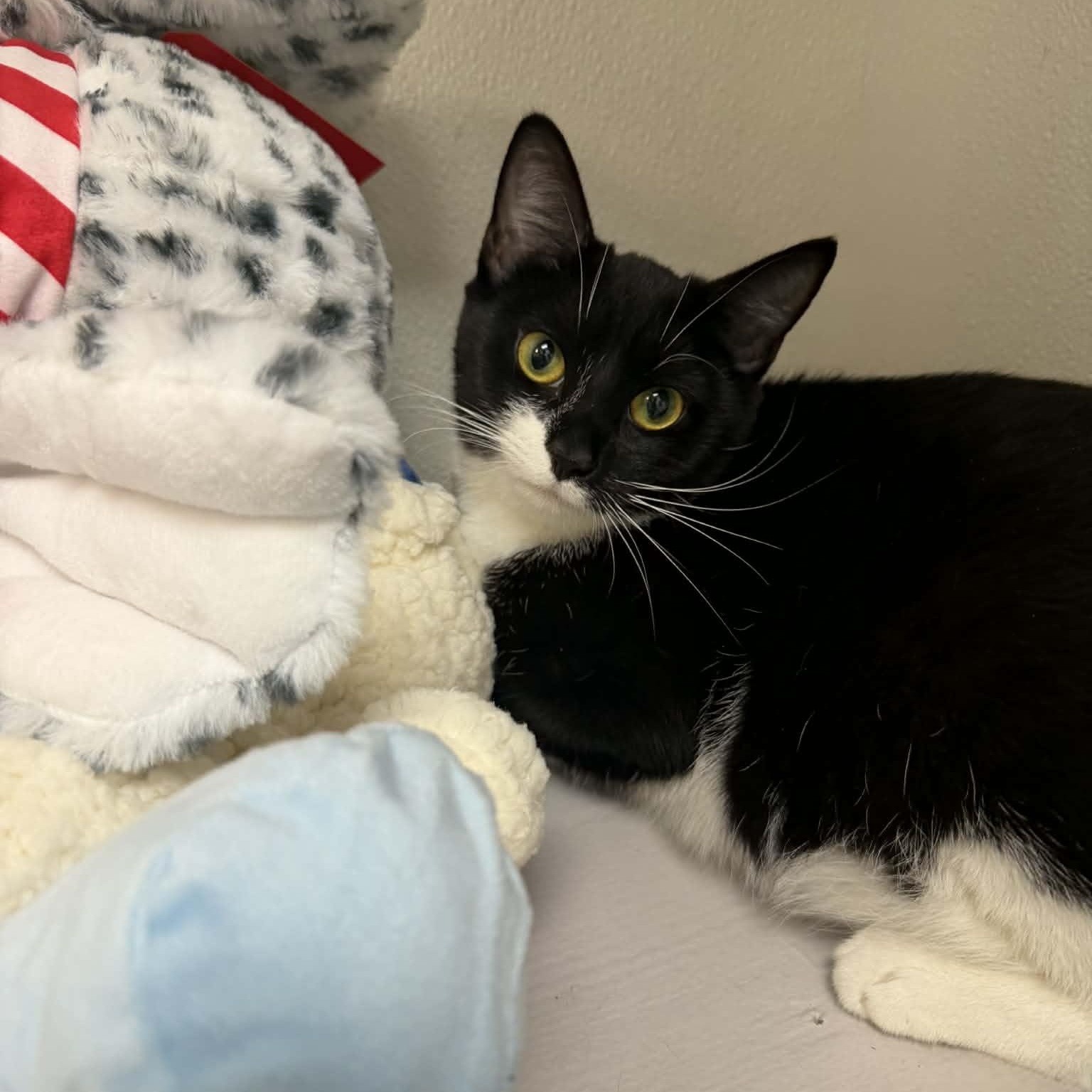 Enlarge Trix, a ADOPTABLE Domestic Short Hair in Martinsville, IN image 1/2