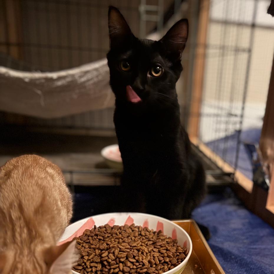 Donnie Darko, Adoptable, Young Male Domestic Short Hair.