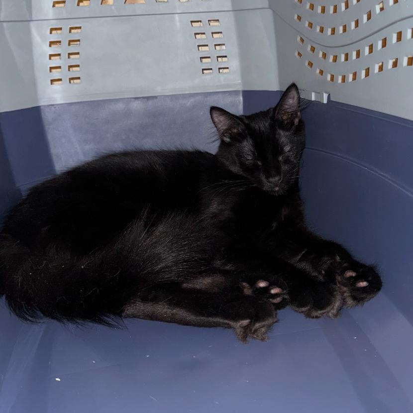 Donnie Darko, a Adoptable Domestic Short Hair in Spokane, WA image 2/6