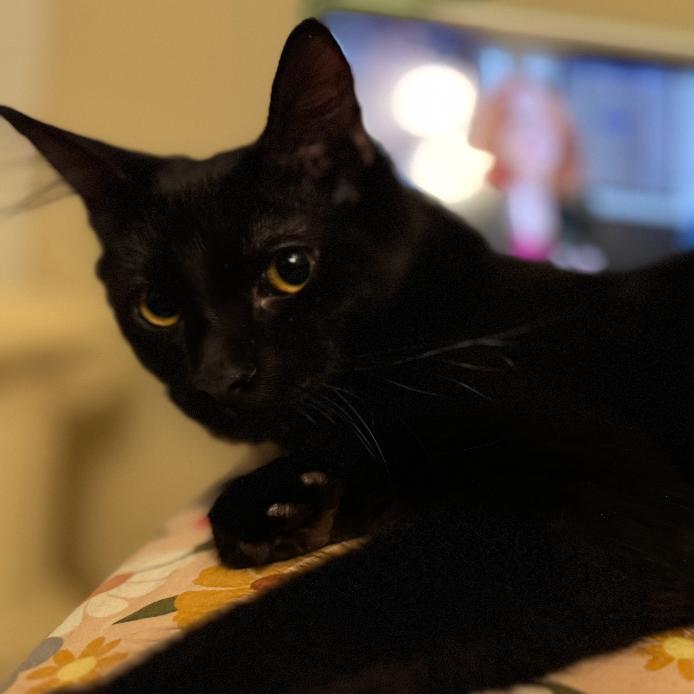 Donnie Darko, a Adoptable Domestic Short Hair in Spokane, WA image 3/6