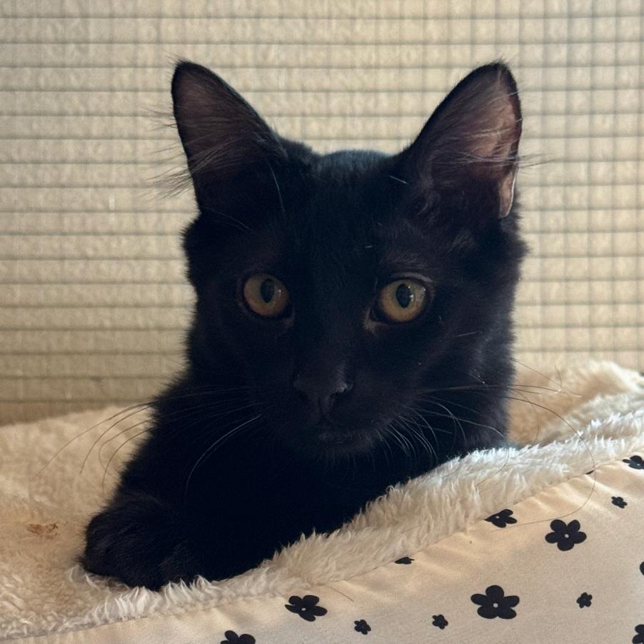 Donnie Darko, a Adoptable Domestic Short Hair in Spokane, WA image 4/6