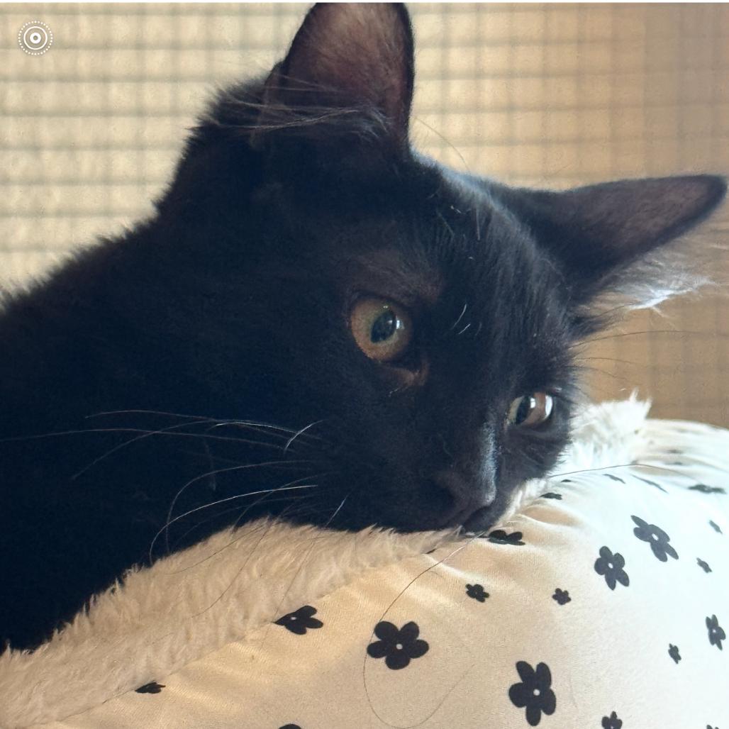 Donnie Darko, a Adoptable Domestic Short Hair in Spokane, WA image 5/6