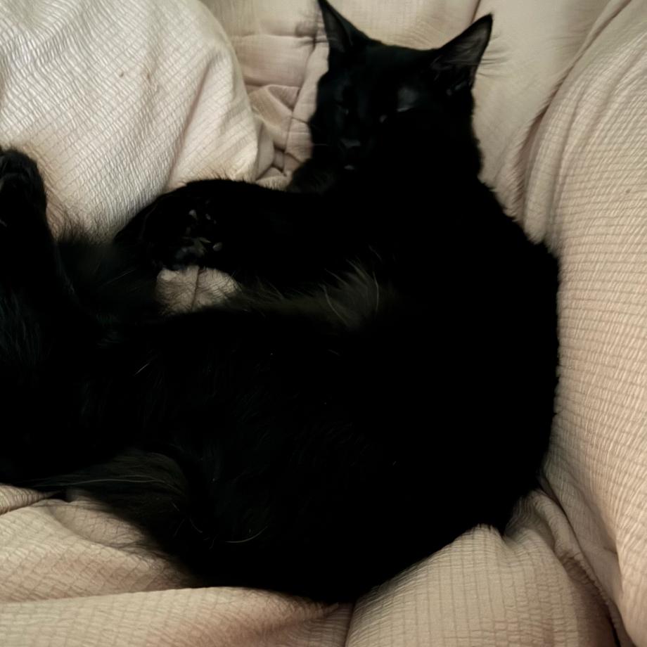 Donnie Darko, a Adoptable Domestic Short Hair in Spokane, WA image 6/6