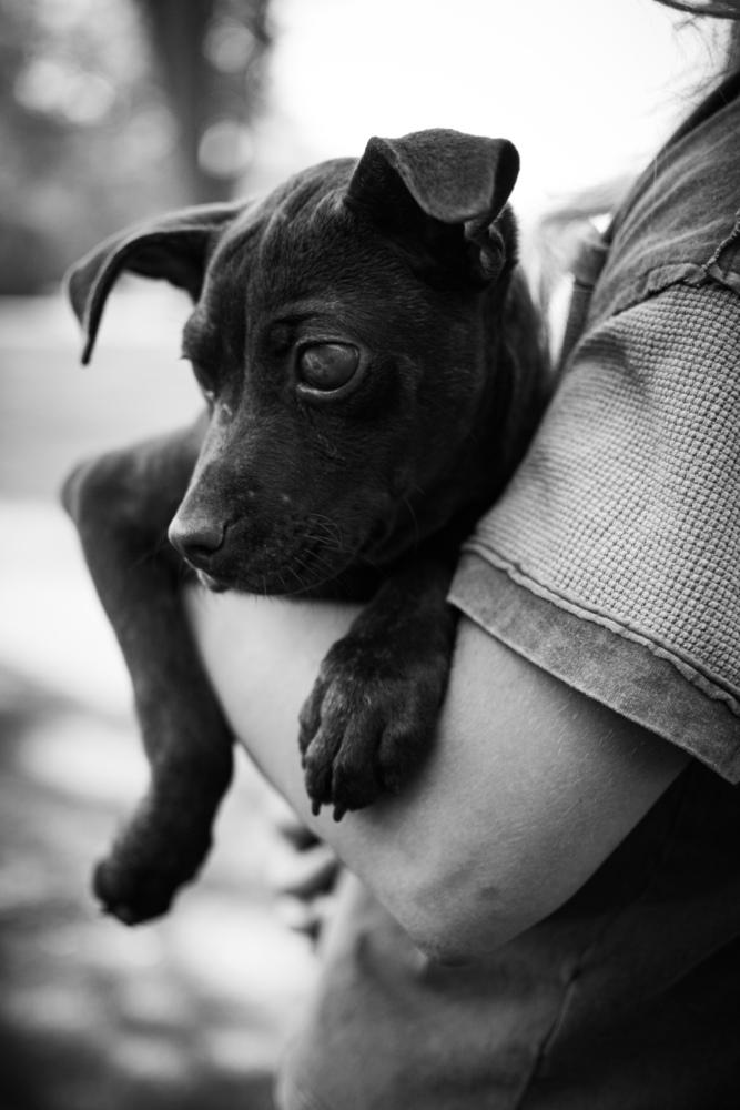 Mia, Adopted, Puppy Female Terrier.