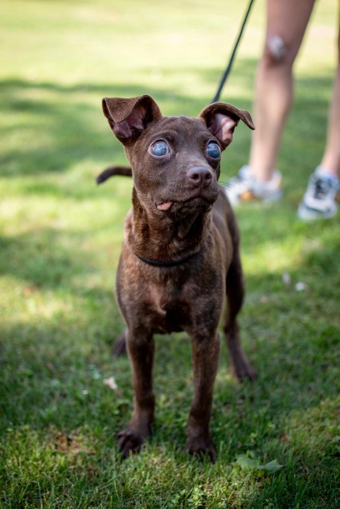 Enlarge Mia, a Adopted mixed breed in Frankfort, NY image 2/4