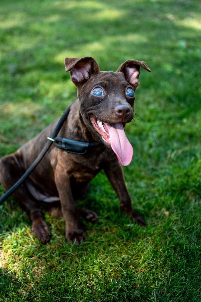 Enlarge Mia, a Adopted mixed breed in Frankfort, NY image 3/4