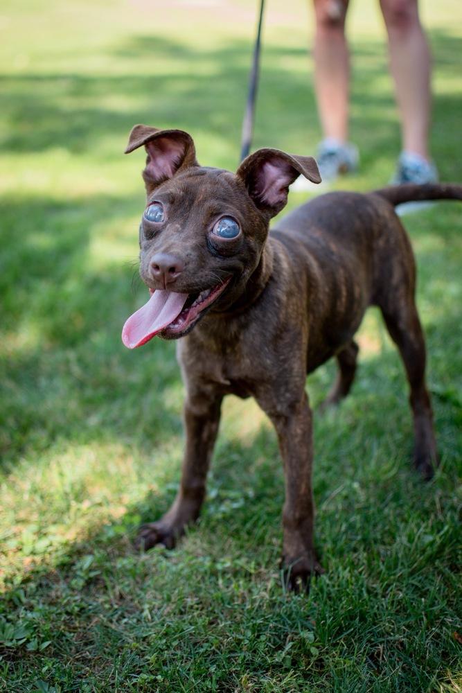 Enlarge Mia, a Adopted mixed breed in Frankfort, NY image 4/4