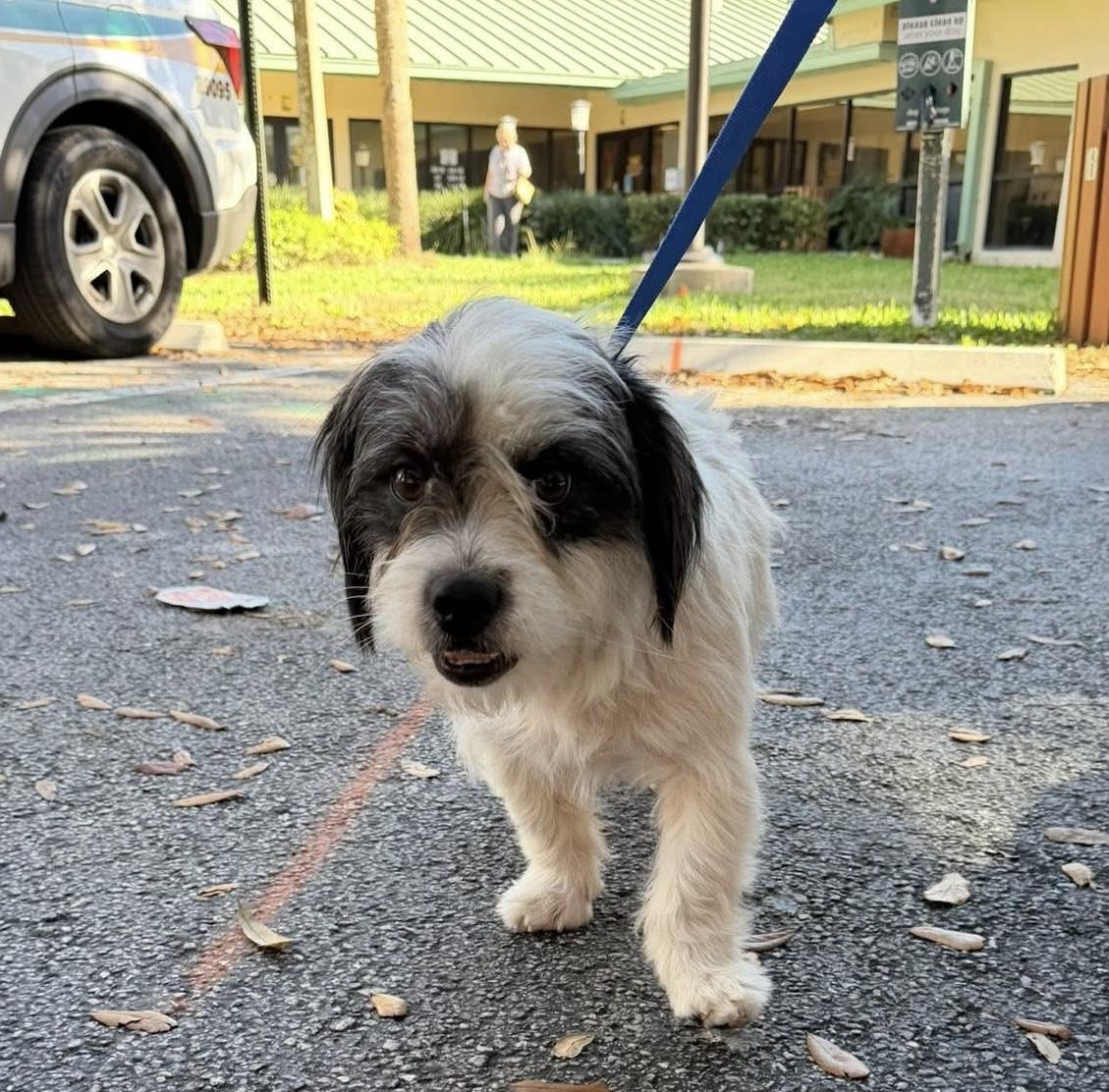 Enlarge Yogi, an adopted mixed breed in Palm springs, FL image 2/2