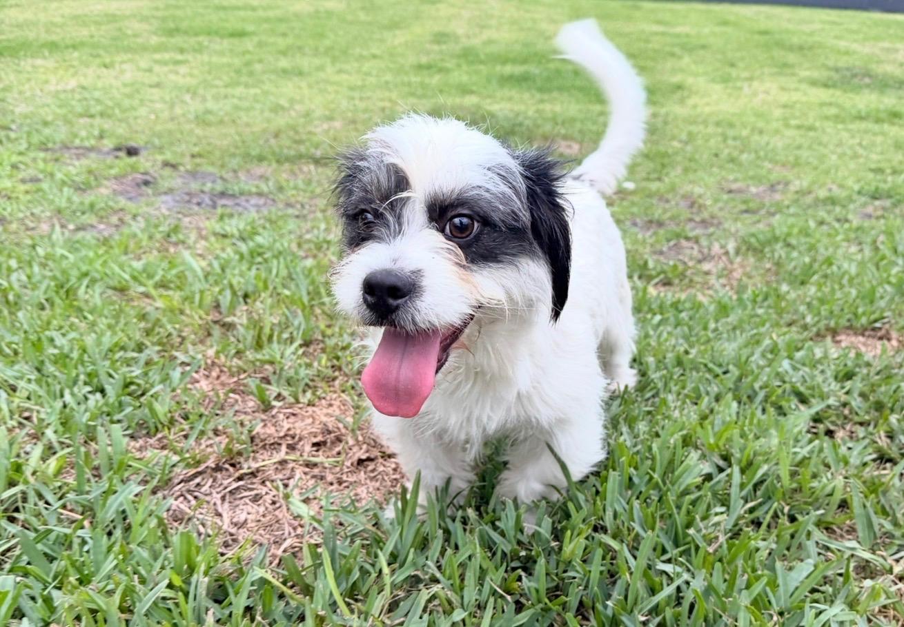 Yogi, adopted, Young Male Shih Tzu.