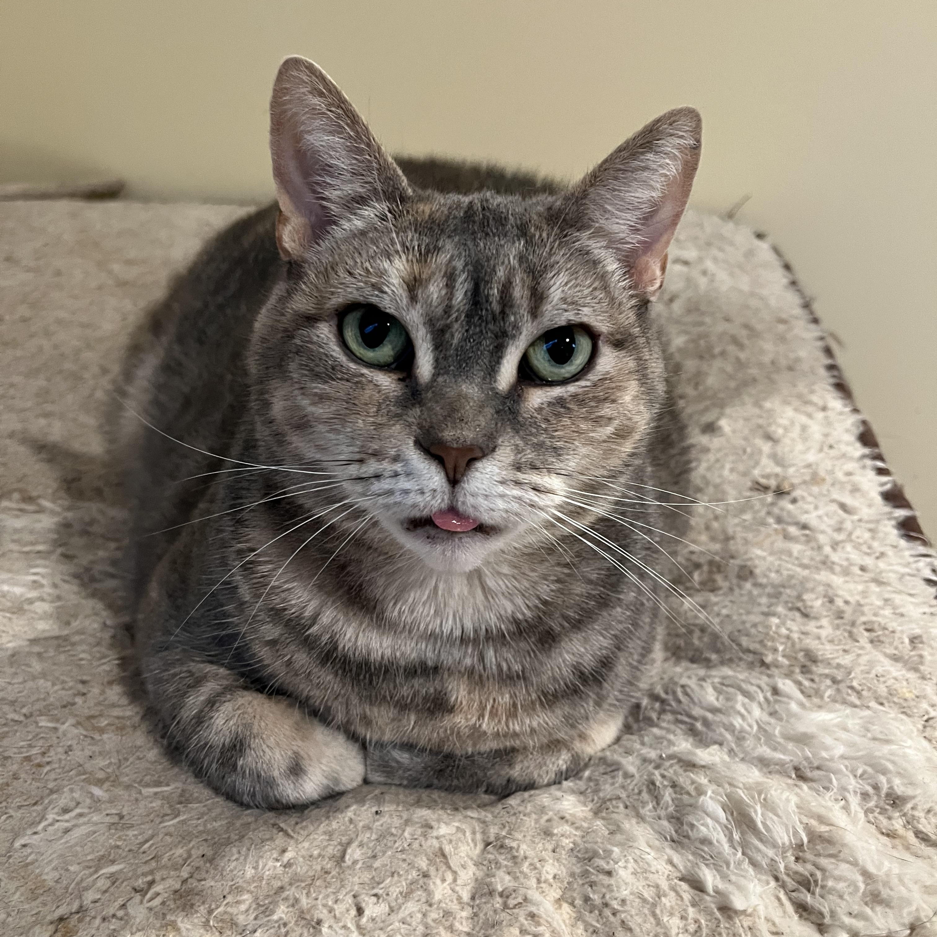 Blossom, a Adoptable Dilute Tortoiseshell in Franklinville, NJ image 1/2