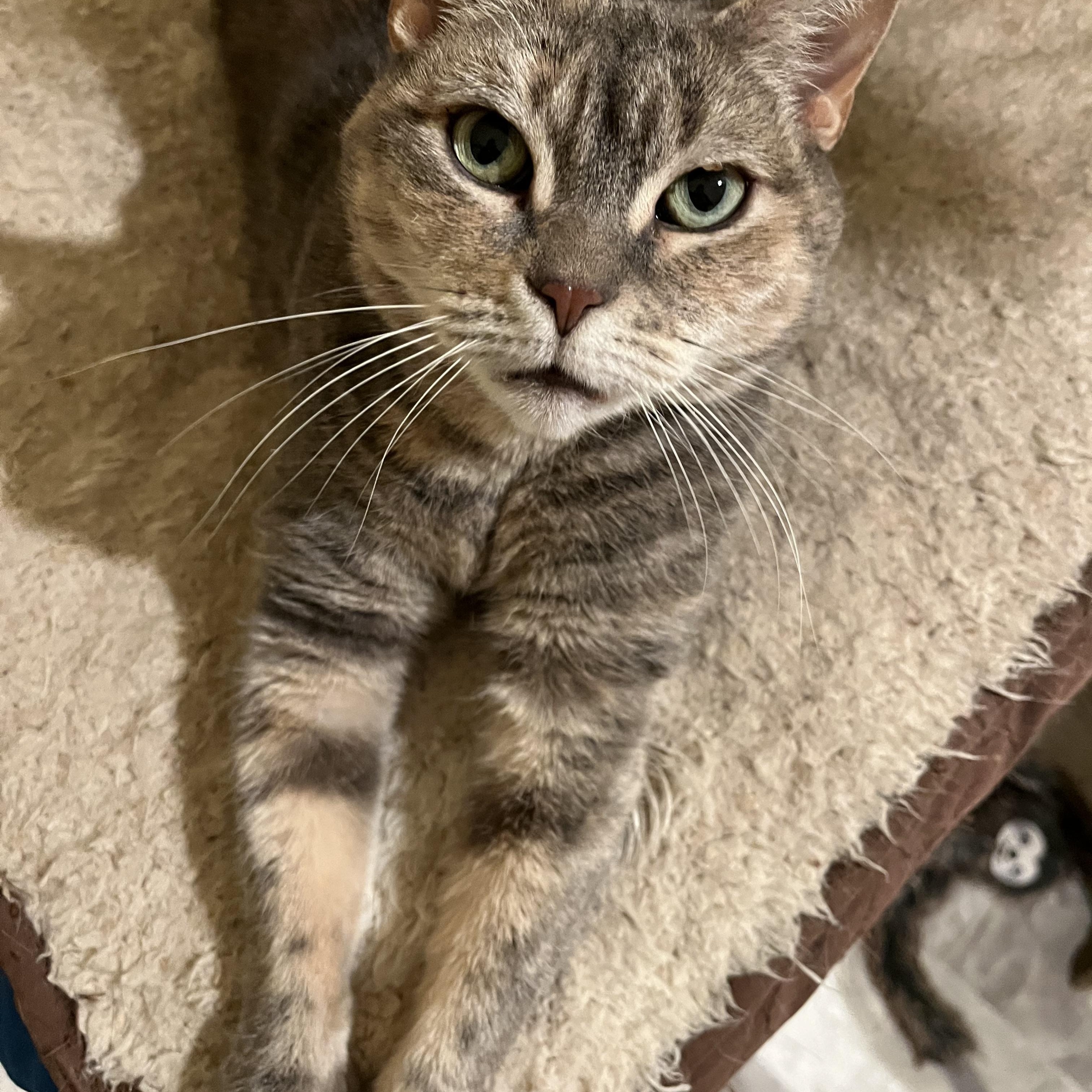 Enlarge Blossom, a Adoptable Domestic Medium Hair in Franklinville, NJ image 1/1