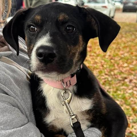 Tilly, Adoptable, Puppy Female Mixed Breed.