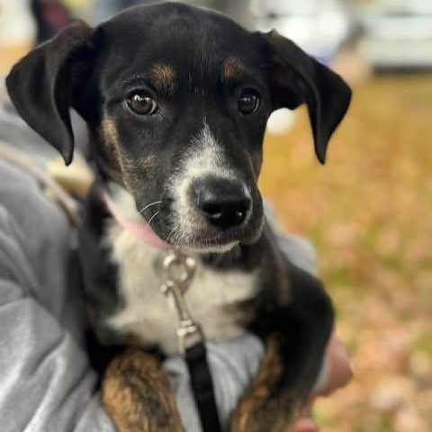 Tilly, a Adoptable Mixed Breed in Wando, SC image 2/5