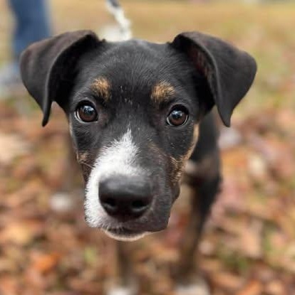 Tilly, a Adoptable Mixed Breed in Wando, SC image 3/5