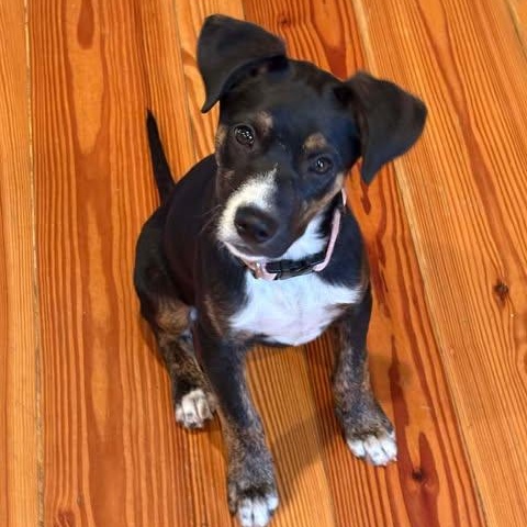 Tilly, a Adoptable Mixed Breed in Wando, SC image 4/5