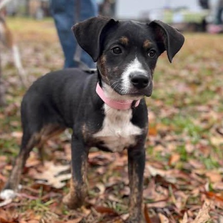 Tilly, a Adoptable Mixed Breed in Wando, SC image 5/5