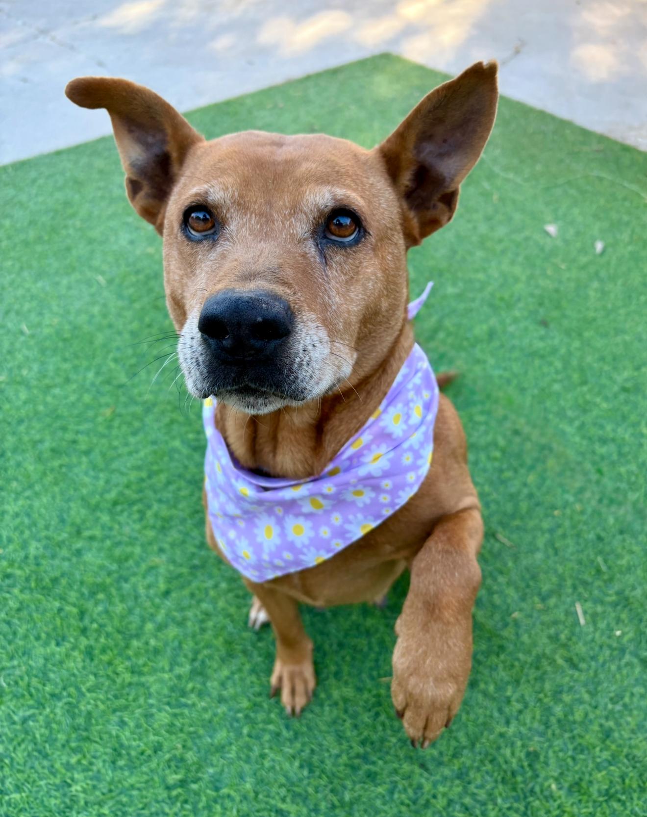 Enlarge  Rosella "Rose", the sweetest blossom, a Adoptable mixed breed in Atlanta, GA image 5/6