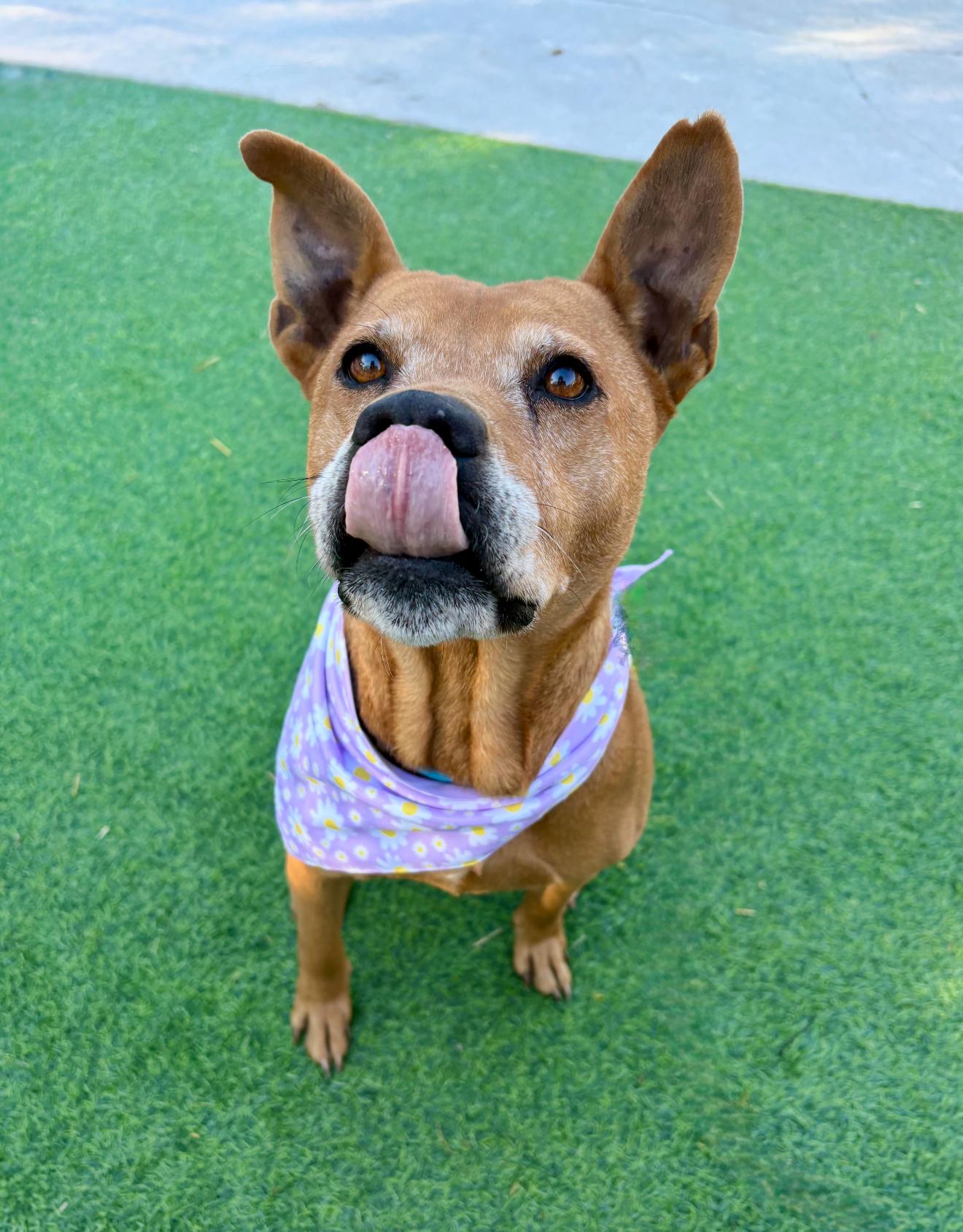 Enlarge  Rosella "Rose", the sweetest blossom, a Adoptable mixed breed in Atlanta, GA image 3/6