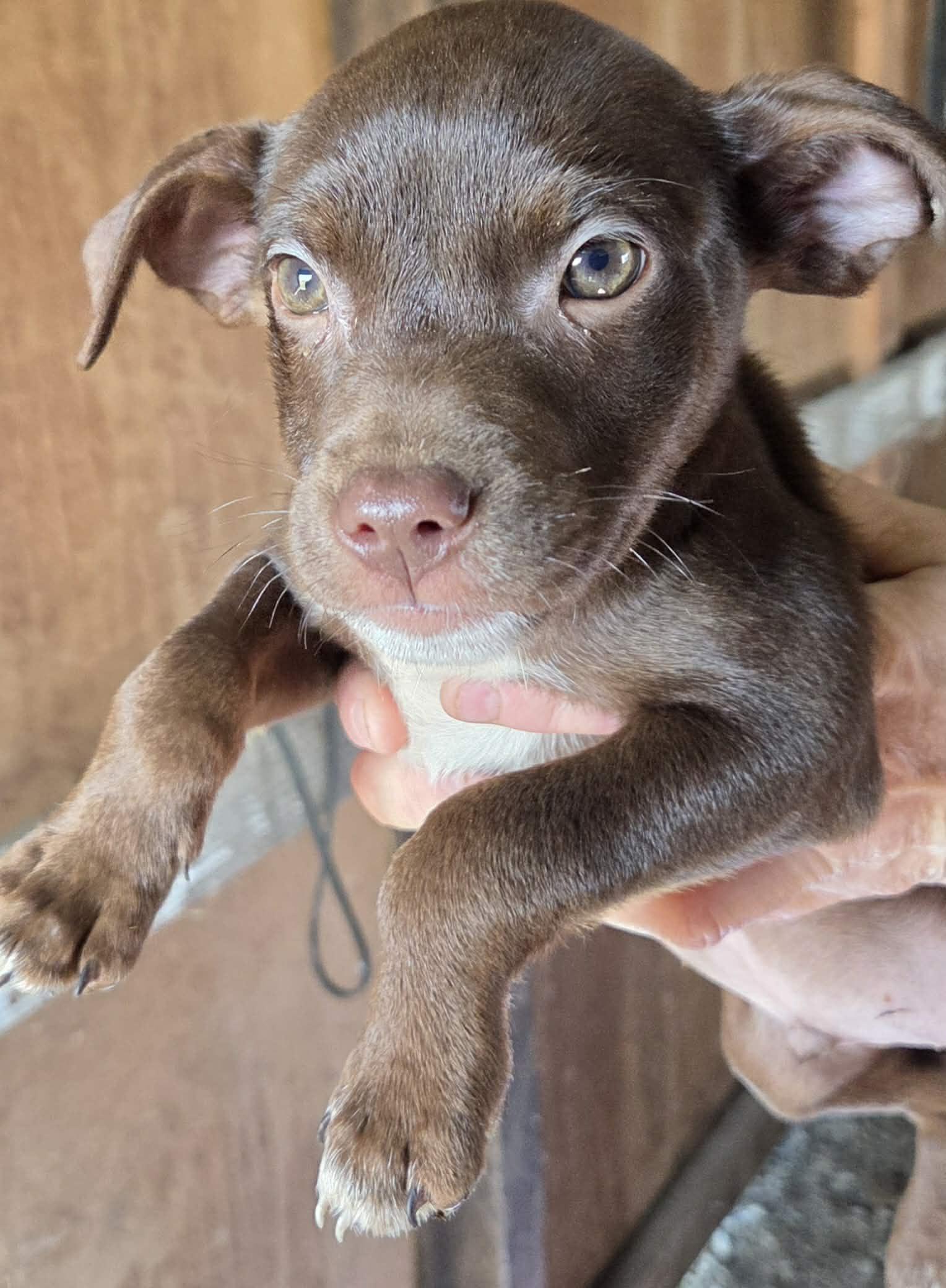 Enlarge Billy Bob, an adopted mixed breed in Woodland, CA image 1/1