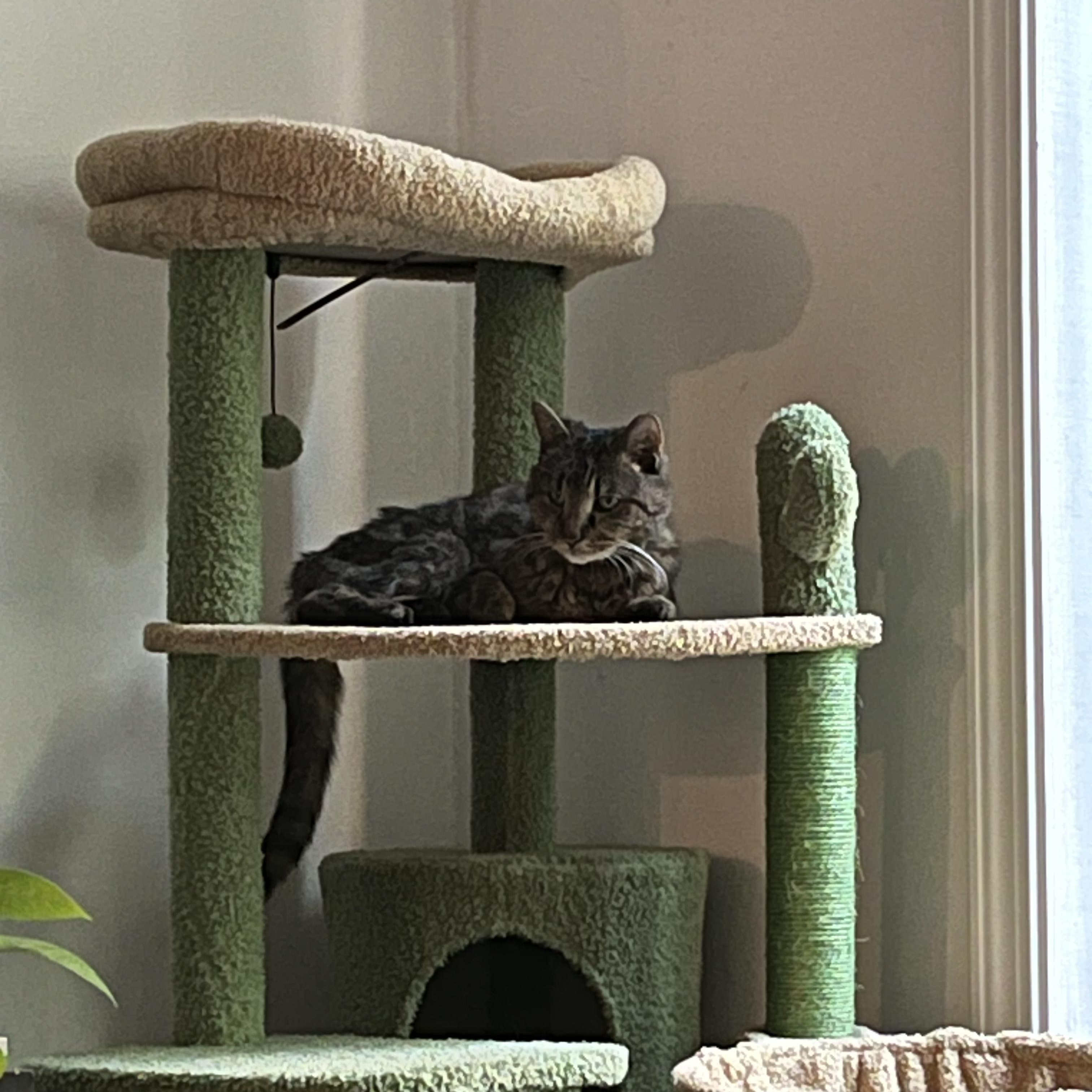 Ruby, Adoptable, Senior Female Domestic Short Hair.