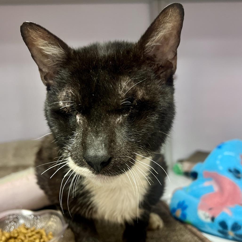 Murdock, Adoptable, Senior Male Domestic Short Hair.