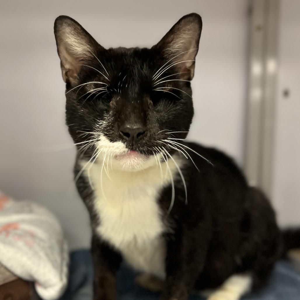 Enlarge Murdock, a Adoptable Domestic Short Hair in Houston, TX image 2/6