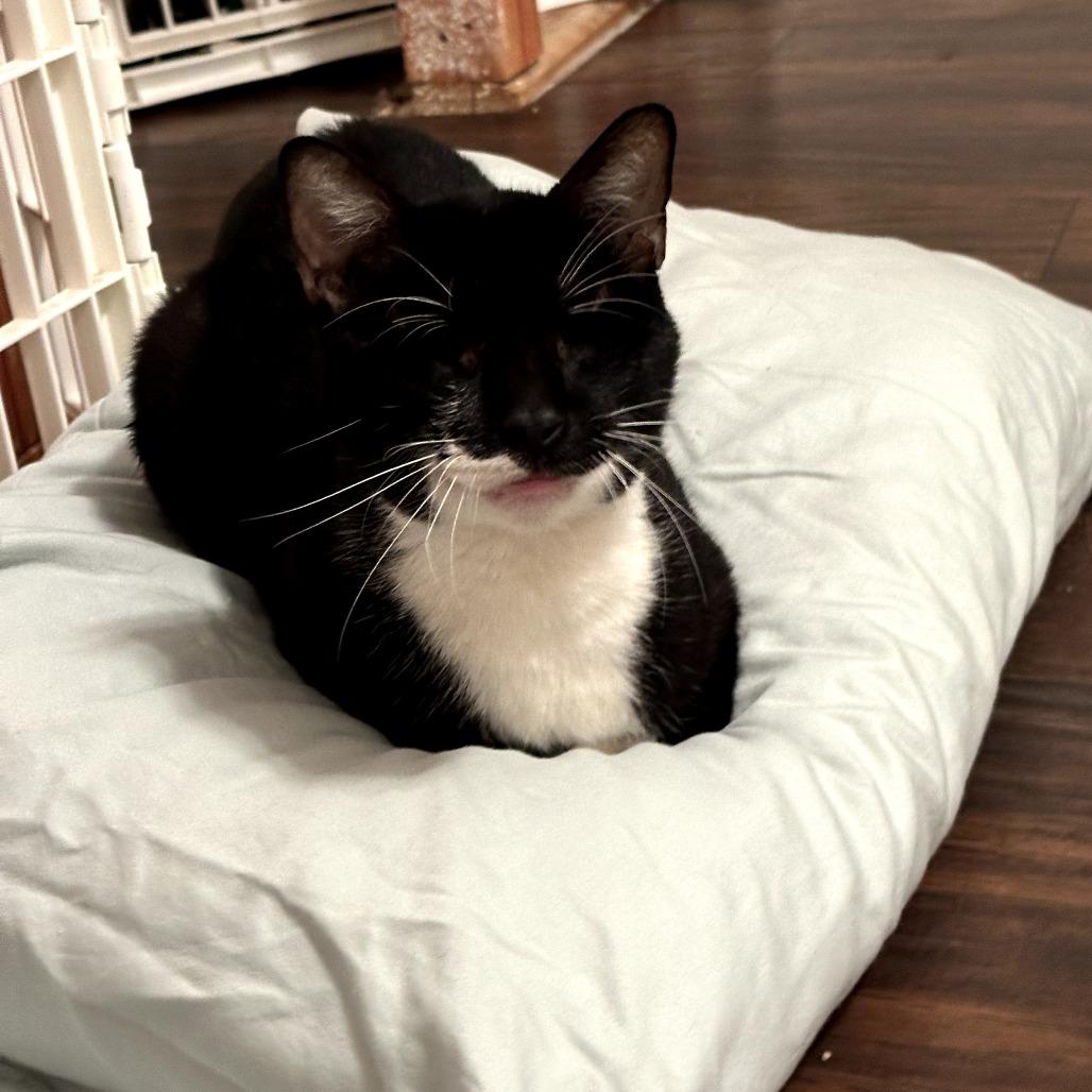 Enlarge Murdock, a Adoptable Domestic Short Hair in Houston, TX image 3/6