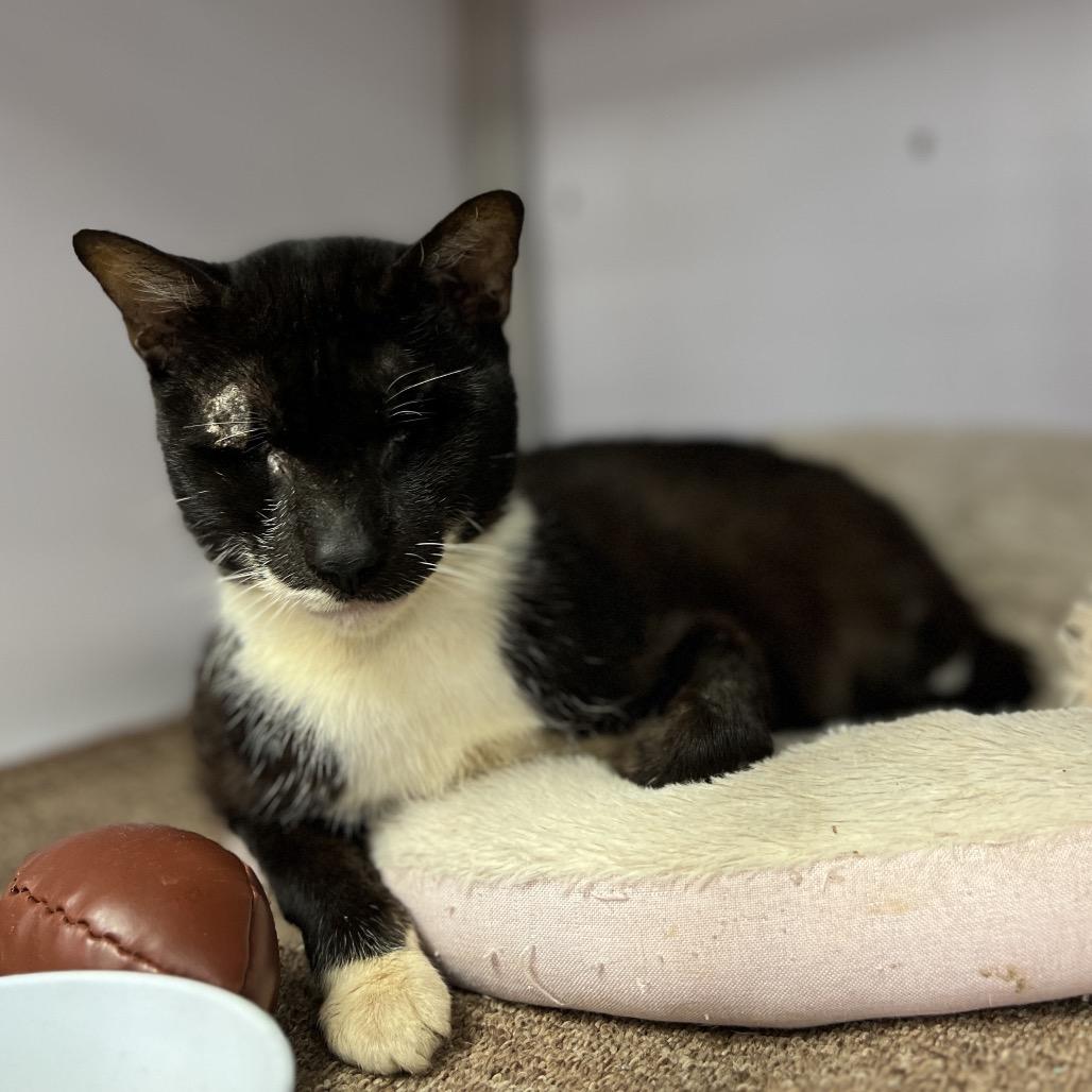 Enlarge Murdock, a Adoptable Domestic Short Hair in Houston, TX image 4/6