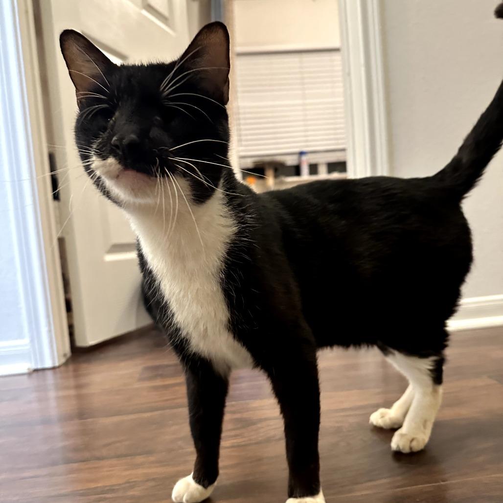 Enlarge Murdock, a Adoptable Domestic Short Hair in Houston, TX image 5/6