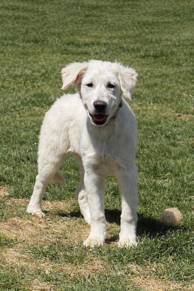 Merida, a Adopted mixed breed in New Baltimore, MI image 1/4
