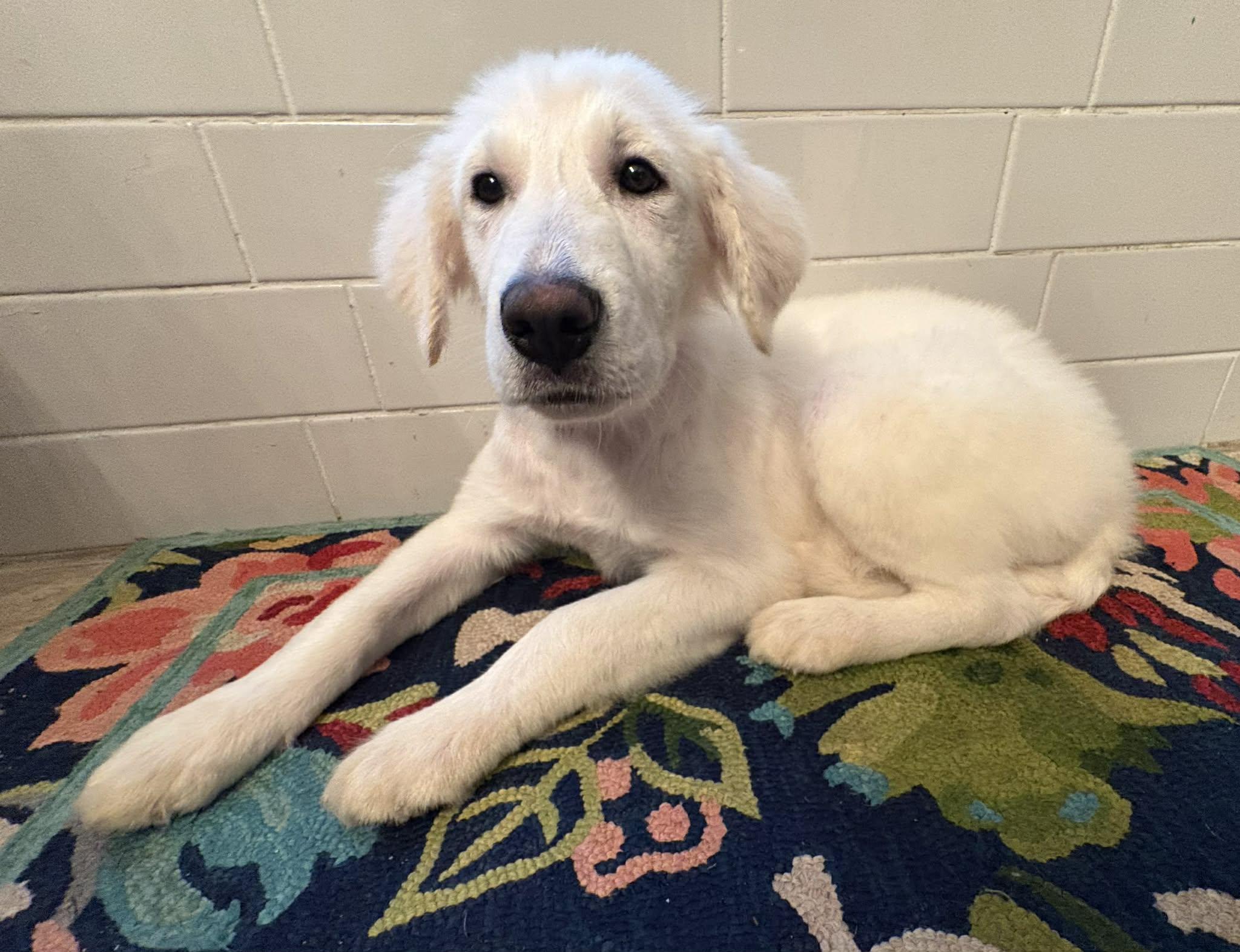 Merida, a Adopted mixed breed in New Baltimore, MI image 2/4