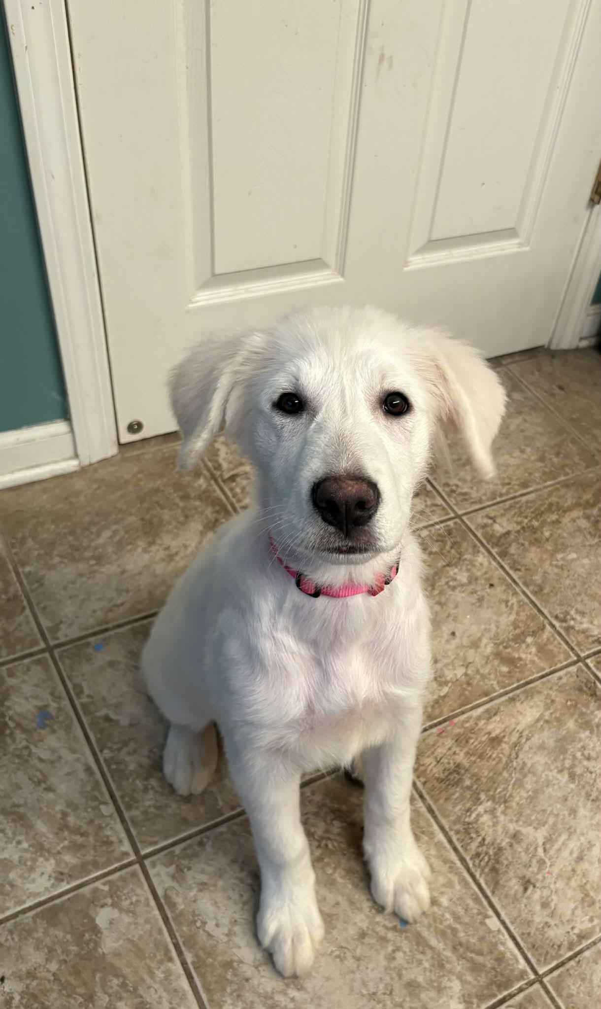 Merida, a Adopted mixed breed in New Baltimore, MI image 3/4