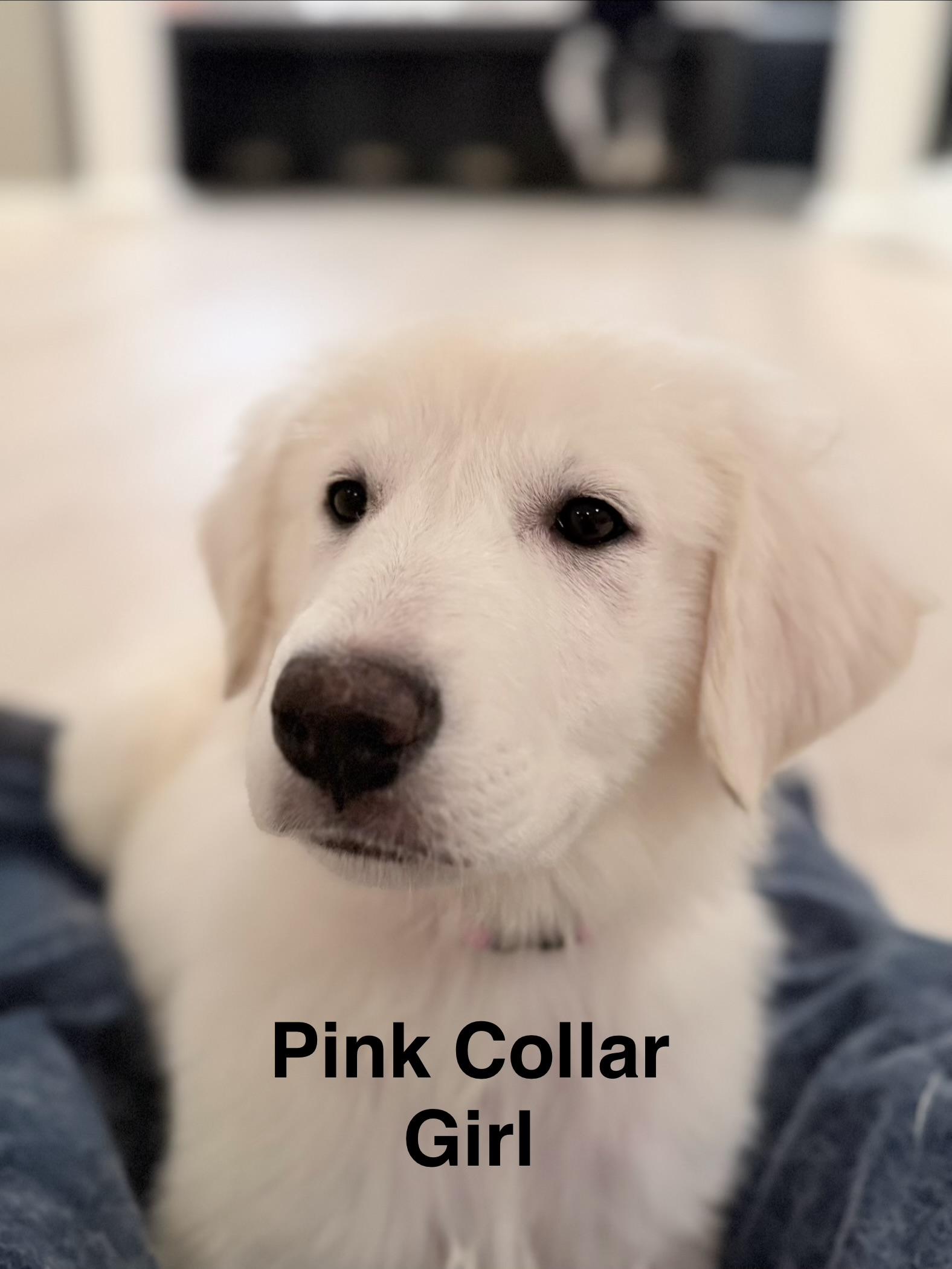Merida, a Adopted mixed breed in New Baltimore, MI image 4/4