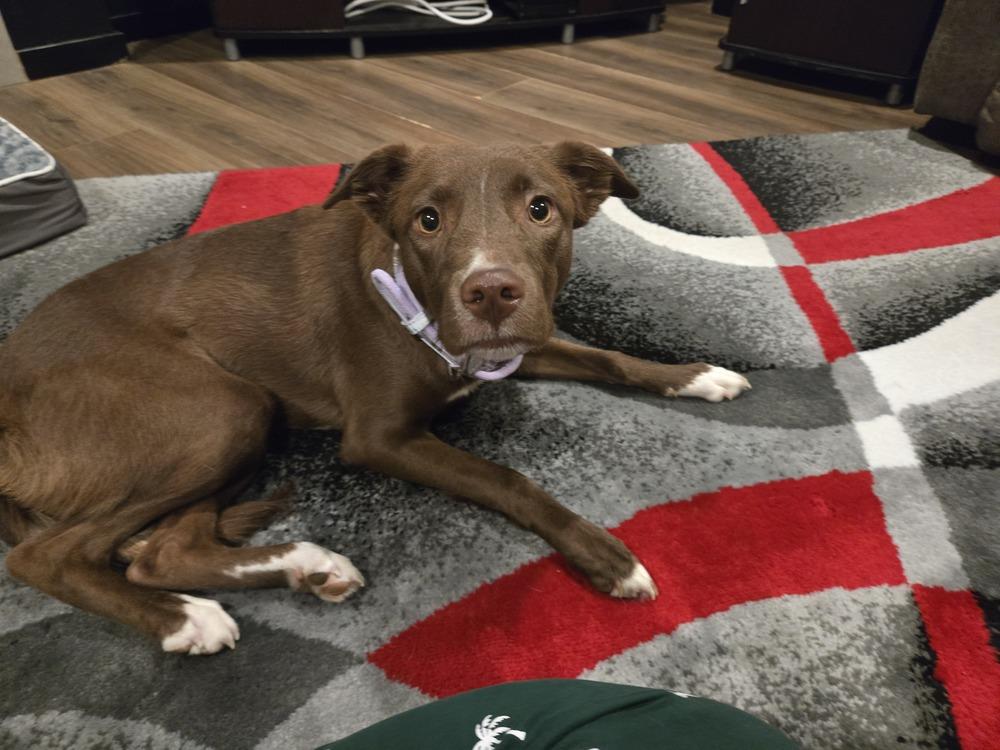 Enlarge Luci, a Adoptable mixed breed in Gig Harbor, WA image 1/5
