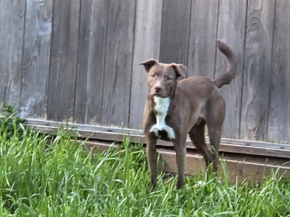 Enlarge Luci, a Adoptable mixed breed in Gig Harbor, WA image 2/5