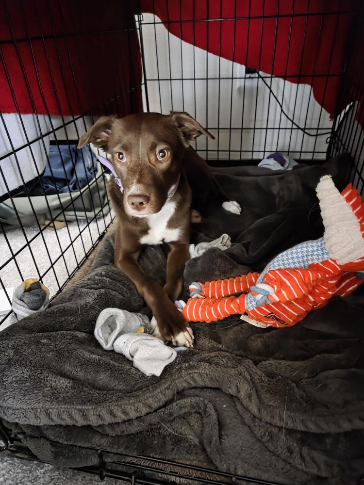 Enlarge Luci, a Adoptable mixed breed in Gig Harbor, WA image 4/5