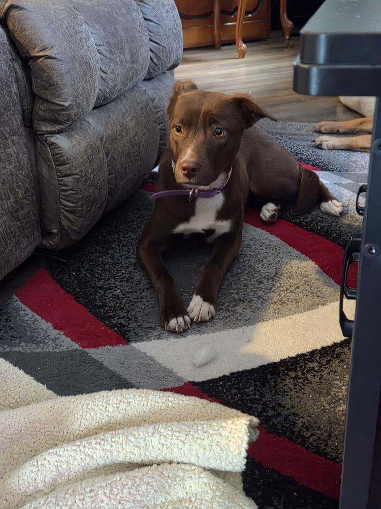 Enlarge Luci, a Adoptable mixed breed in Gig Harbor, WA image 5/5