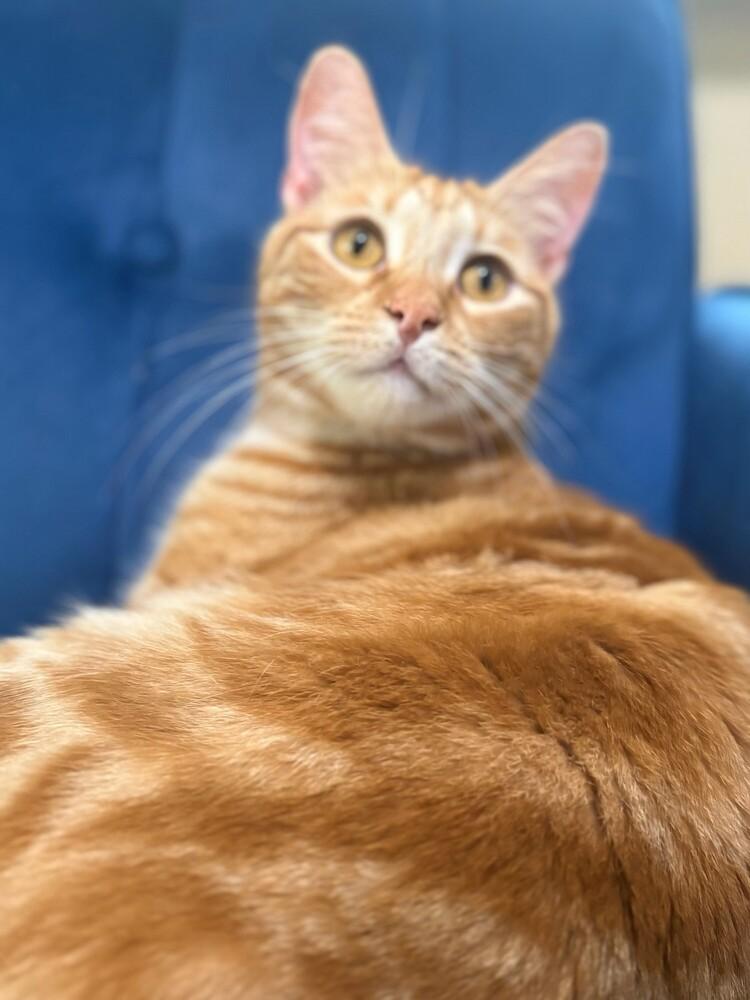 Wilbur, Adoptable, Young Male American Shorthair.