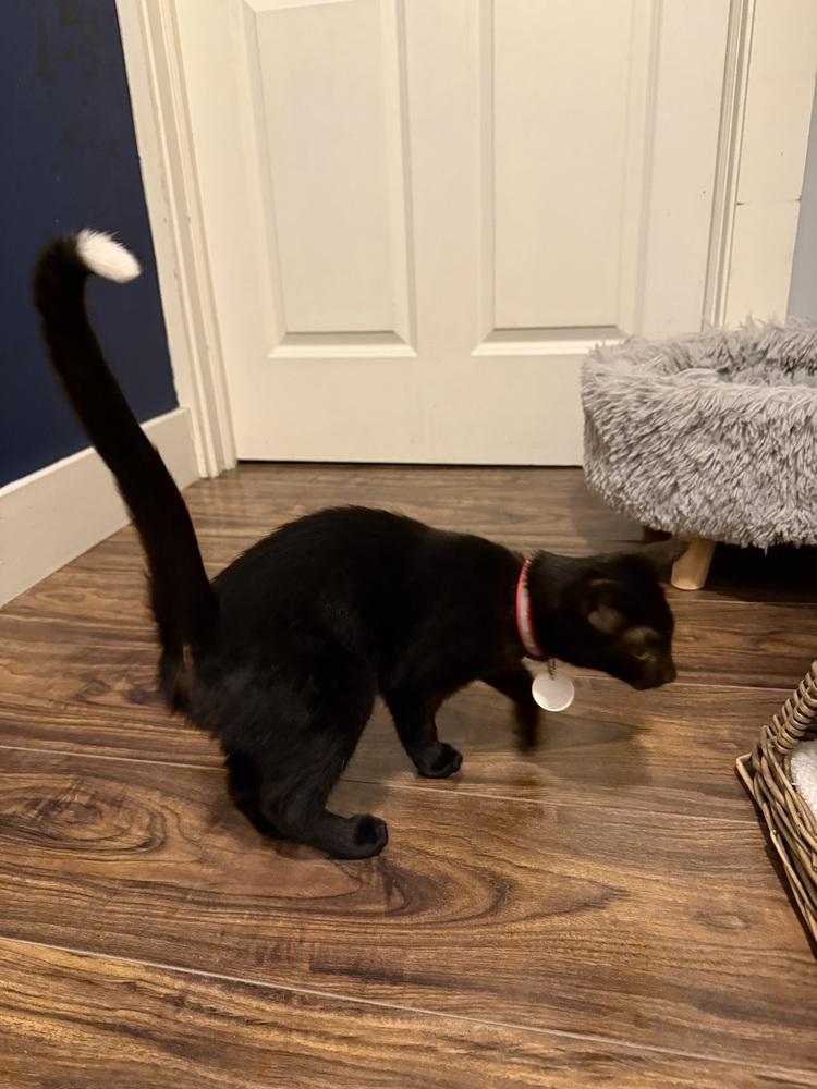 Enlarge Tipper, a Adoptable Domestic Short Hair in Lewisburg, PA image 1/1