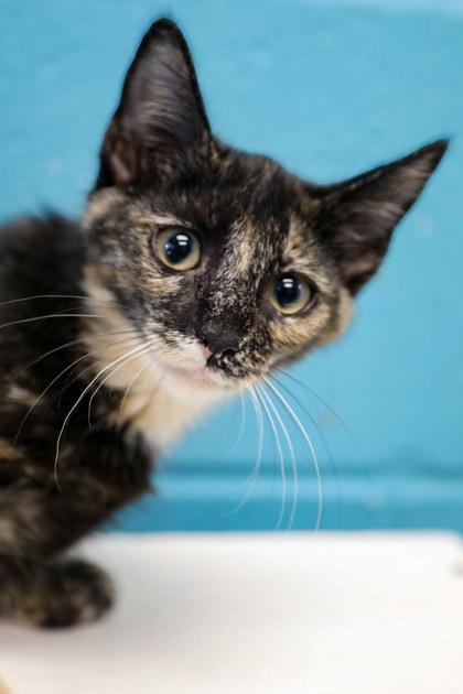 Spot, Adoptable, Kitten Female Domestic Short Hair & Domestic Short Hair.